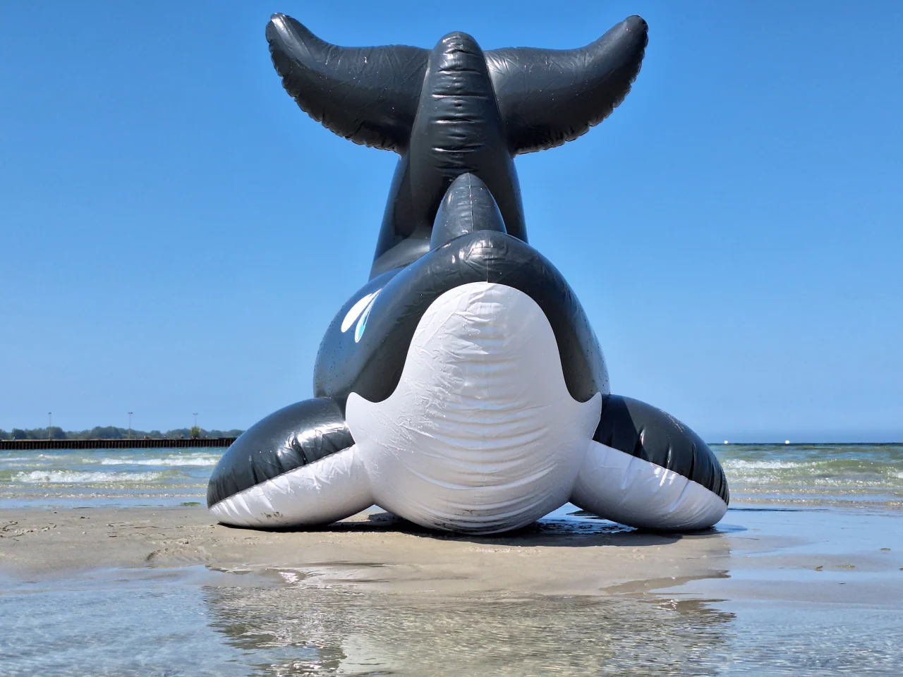 Inflatable Orca Whale by Dirty Bird - Image 5