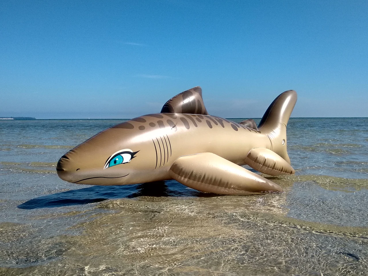 Tarni - Inflatable Sand Shark by Kittell Fox - Image 8