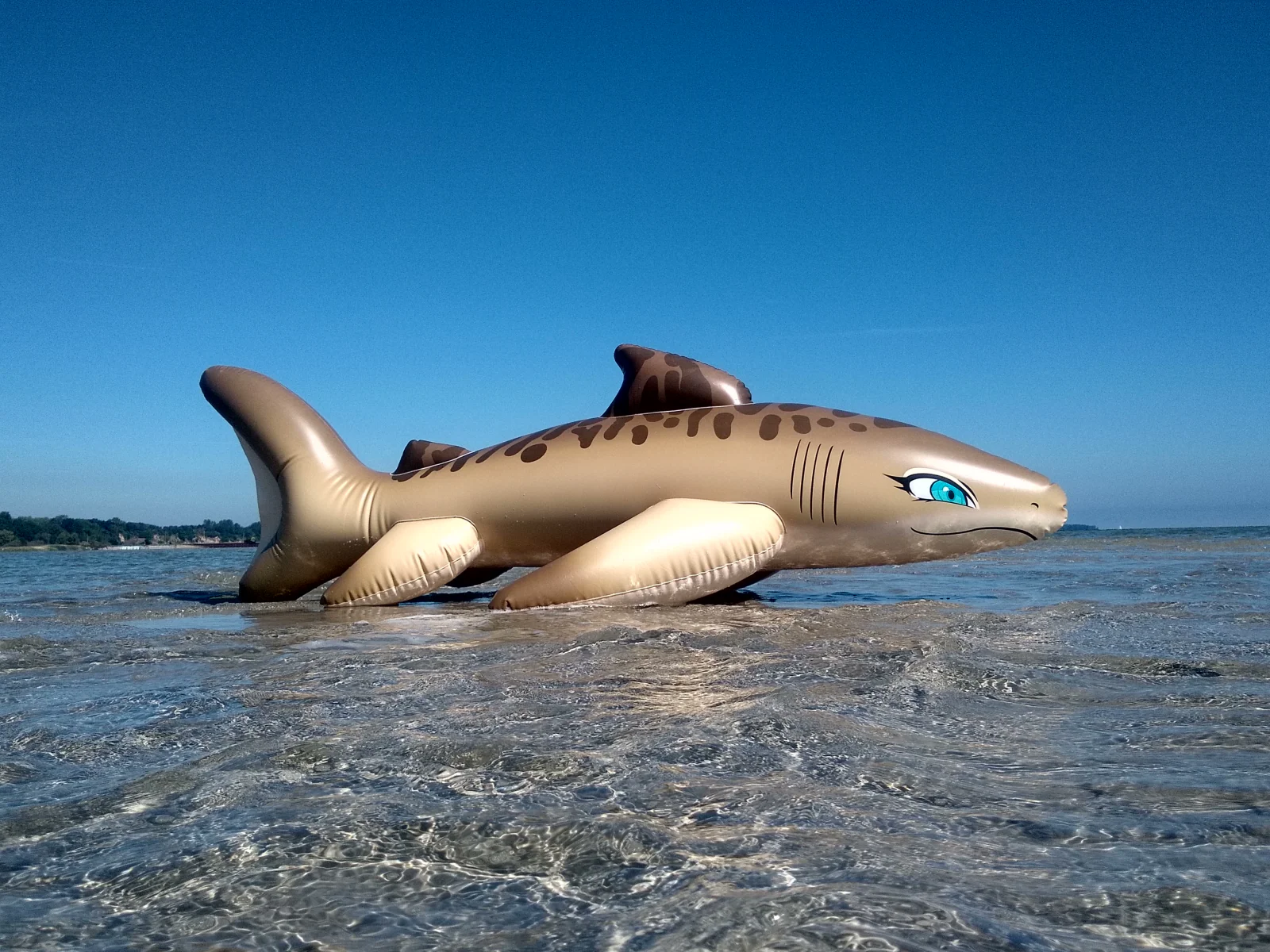 Tarni - Inflatable Sand Shark by Kittell Fox - Image 9